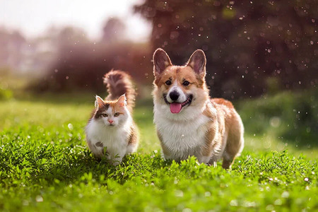 Simbolična fotografija: živali