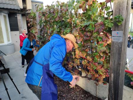 5. Trgatev potomke stare vinske trte