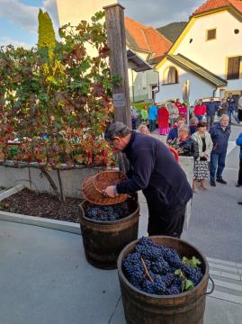 5. Trgatev potomke stare vinske trte